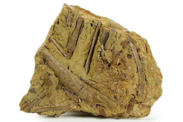 Fossil Dinosaur Rib and Ossified Tendons in Sandstone - Wyoming #380402